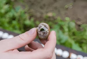 Una piccola lumaca tenuta tra indice e pollice di una mano