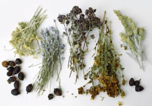 6 tipi diversi di erbe officinali su un tavolo bianco
